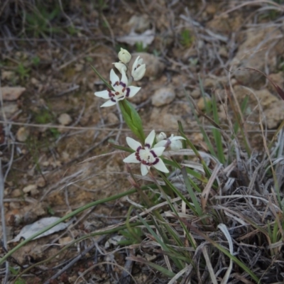 Wurmbea dioica subsp. dioica (Early Nancy) at Point Hut to Tharwa - 1 Sep 2014 by michaelb