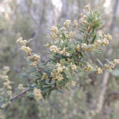 Pomaderris angustifolia (Pomaderris) at Tennent, ACT - 3 Sep 2014 by michaelb