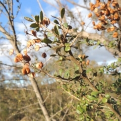 Bursaria spinosa (Native Blackthorn, Sweet Bursaria) at Tennent, ACT - 3 Sep 2014 by michaelb