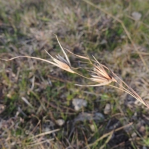 Themeda triandra at Tennent, ACT - 3 Sep 2014