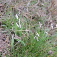 Eragrostis brownii (Common Love Grass) at Tennent, ACT - 3 Sep 2014 by MichaelBedingfield