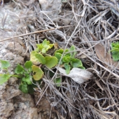 Scutellaria humilis (Dwarf Skullcap) at Tennent, ACT - 3 Sep 2014 by MichaelBedingfield