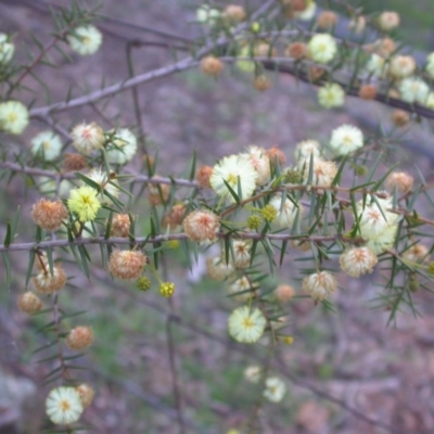 Acacia ulicifolia (Prickly Moses) at Hackett, ACT - 7 Sep 2014 by waltraud