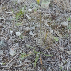 Microseris walteri at Theodore, ACT - 8 Sep 2014 06:40 PM