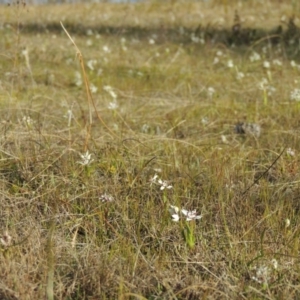 Wurmbea dioica subsp. dioica at Tennent, ACT - 3 Sep 2014