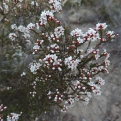 Micromyrtus ciliata (Fringed Heath-myrtle) at Tennent, ACT - 3 Sep 2014 by michaelb