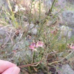 Indigofera adesmiifolia (Tick Indigo) at Rob Roy Range - 4 Sep 2014 by MichaelBedingfield