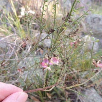 Indigofera adesmiifolia (Tick Indigo) at Banks, ACT - 4 Sep 2014 by MichaelBedingfield