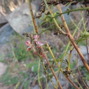 Indigofera adesmiifolia at Banks, ACT - 4 Sep 2014