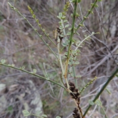 Indigofera adesmiifolia at Banks, ACT - 4 Sep 2014