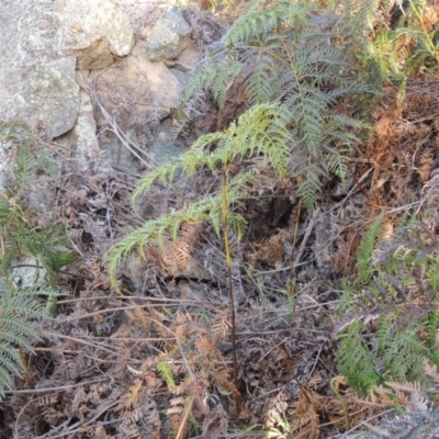 Pteridium esculentum (Bracken) at Banks, ACT - 4 Sep 2014 by MichaelBedingfield