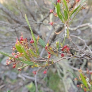 Dodonaea viscosa at Banks, ACT - 4 Sep 2014 06:05 PM