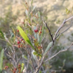 Dodonaea viscosa at Banks, ACT - 4 Sep 2014 06:05 PM