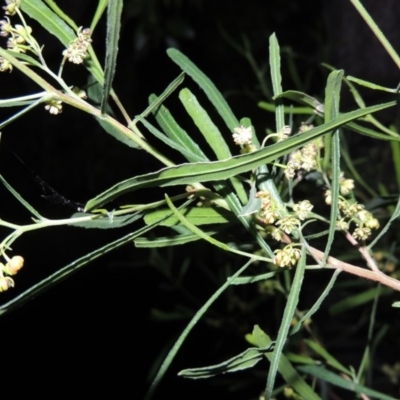 Dodonaea viscosa (Hop Bush) at Conder, ACT - 4 Sep 2014 by michaelb