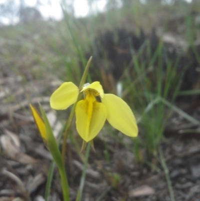 Diuris chryseopsis (Golden Moth) at Cook, ACT - 9 Sep 2014 by JoshMulvaney