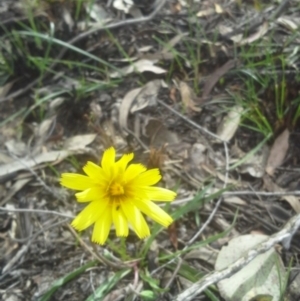 Microseris walteri at Molonglo Valley, ACT - 9 Sep 2014