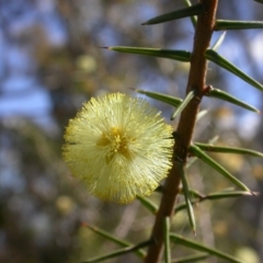 Acacia ulicifolia (Prickly Moses) at Hackett, ACT - 7 Sep 2014 by waltraud