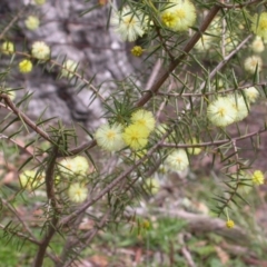 Acacia ulicifolia at Hackett, ACT - 7 Sep 2014 06:39 PM