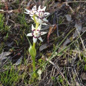 Wurmbea dioica subsp. dioica at Bonython, ACT - 9 Sep 2014