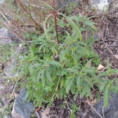Sigesbeckia australiensis (Cobber Weed) at Rob Roy Range - 4 Sep 2014 by MichaelBedingfield