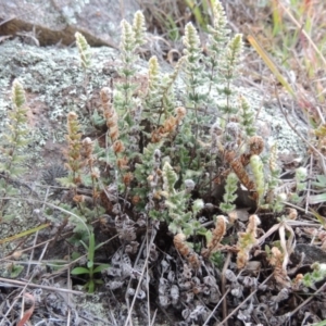 Cheilanthes distans at Tuggeranong DC, ACT - 4 Sep 2014 06:39 PM