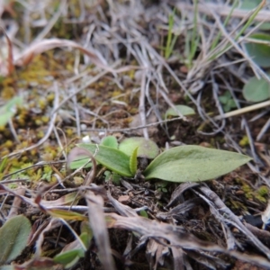 Ophioglossum lusitanicum subsp. coriaceum at Banks, ACT - 4 Sep 2014