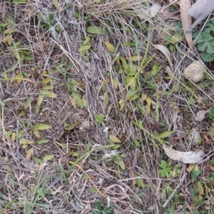 Ophioglossum lusitanicum subsp. coriaceum at Banks, ACT - 4 Sep 2014