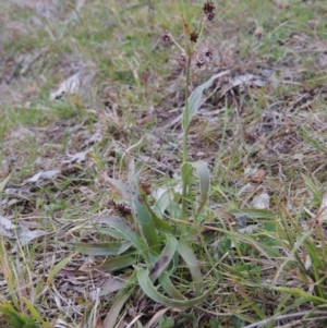 Luzula densiflora at Banks, ACT - 4 Sep 2014 06:32 PM