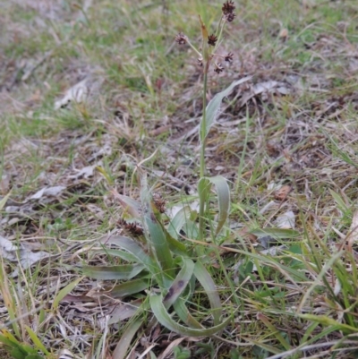 Luzula densiflora (Dense Wood-rush) at Banks, ACT - 4 Sep 2014 by michaelb