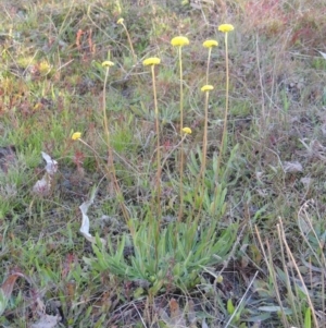 Craspedia variabilis at Theodore, ACT - suppressed