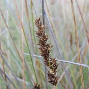 Carex appressa at Theodore, ACT - 8 Sep 2014 06:04 PM