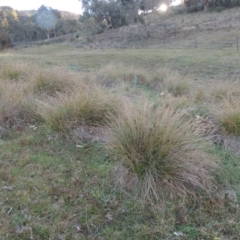 Carex appressa at Theodore, ACT - 8 Sep 2014 06:04 PM