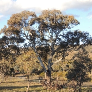 Eucalyptus polyanthemos at Theodore, ACT - 8 Sep 2014