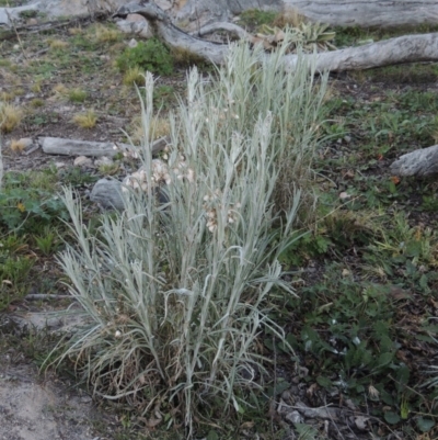 Senecio quadridentatus (Cotton Fireweed) at Theodore, ACT - 8 Sep 2014 by michaelb