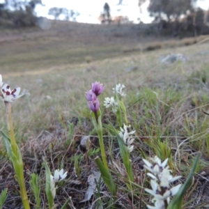 Wurmbea dioica subsp. dioica at Theodore, ACT - 8 Sep 2014 06:09 PM