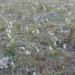 Wurmbea dioica subsp. dioica at Theodore, ACT - 8 Sep 2014 06:09 PM