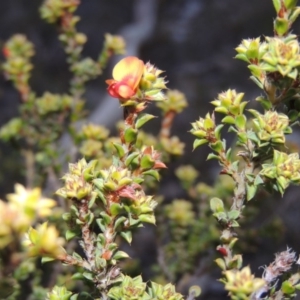 Pultenaea procumbens at Tuggeranong DC, ACT - 8 Sep 2014