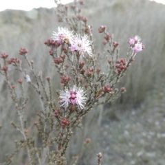 Kunzea parvifolia (Violet Kunzea) at Tuggeranong DC, ACT - 8 Sep 2014 by michaelb