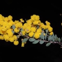 Acacia buxifolia subsp. buxifolia (Box-leaf Wattle) at Tuggeranong Hill - 8 Sep 2014 by michaelb