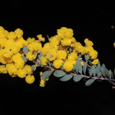 Acacia buxifolia subsp. buxifolia (Box-leaf Wattle) at Tuggeranong Hill - 8 Sep 2014 by michaelb