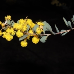 Acacia buxifolia subsp. buxifolia at Theodore, ACT - 8 Sep 2014 07:56 PM
