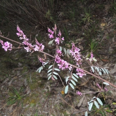 Indigofera australis subsp. australis (Australian Indigo) at Theodore, ACT - 7 Sep 2014 by michaelb