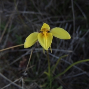 Diuris chryseopsis at Tuggeranong Hill - suppressed