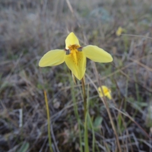 Diuris chryseopsis at Tuggeranong Hill - suppressed