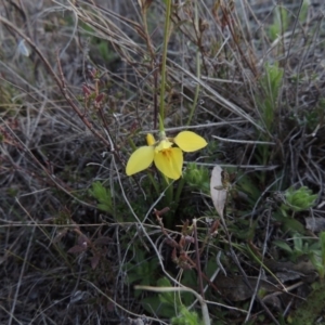 Diuris chryseopsis at Tuggeranong DC, ACT - suppressed