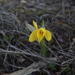 Diuris chryseopsis at Tuggeranong DC, ACT - suppressed