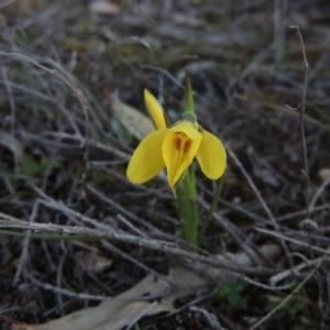 Diuris chryseopsis at Tuggeranong DC, ACT - suppressed