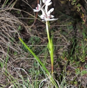 Wurmbea dioica subsp. dioica at Tennent, ACT - 10 Sep 2014 07:26 PM