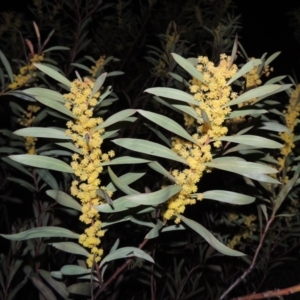 Acacia rubida at Tennent, ACT - 10 Sep 2014 07:47 PM