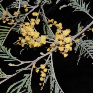 Acacia dealbata at Tennent, ACT - 10 Sep 2014 08:03 PM